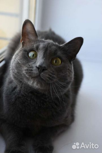 Котик в добрые руки