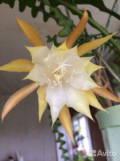 Эпифиллумы