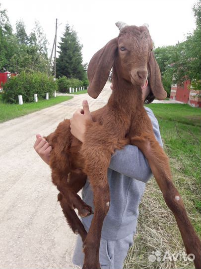 Козлики нубокамори