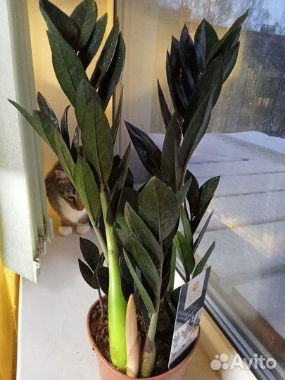 Чёрный Замиокулькас Блек Равен 50 см