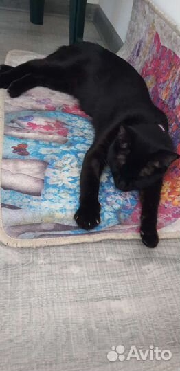 Домашняя передержка кошек и собак