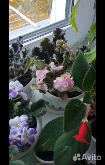 Фиалки сортовые