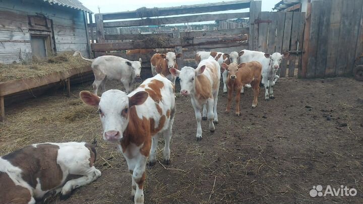 Продам тёлок, коров, телят