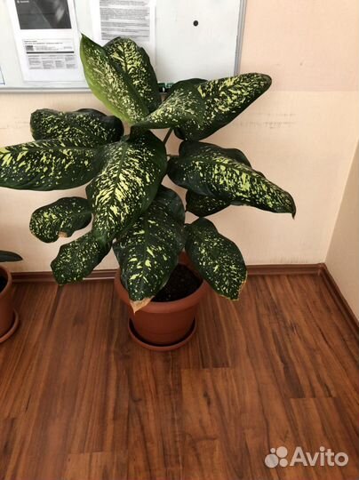 Диффенбахия