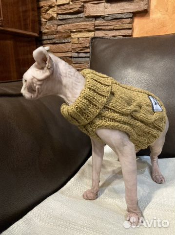 Одежда для животных