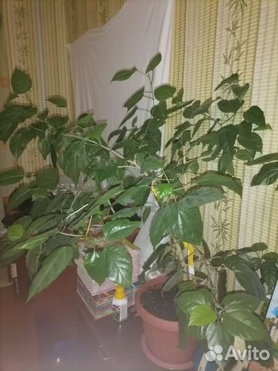 Гибискус китайская роза