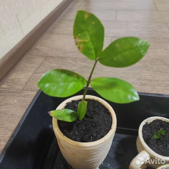 Замиокулькас, долларовое дерево в глиняных горшочк