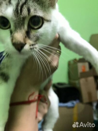 Молодая кошка (6 мес)