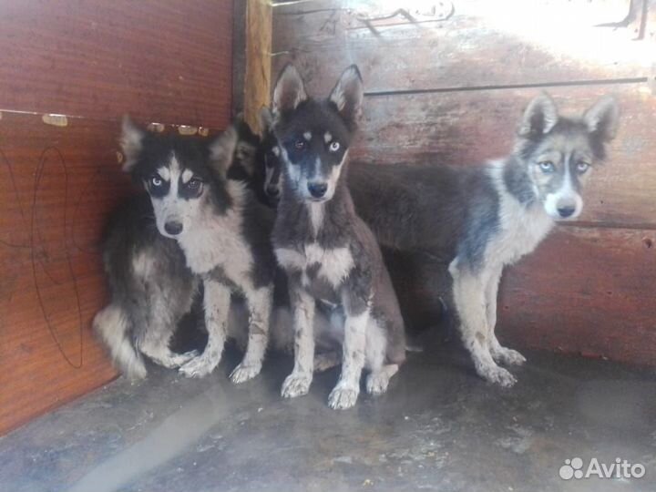 Помесь хаски и овчарки