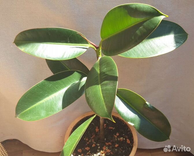 Фикус каучуконосный