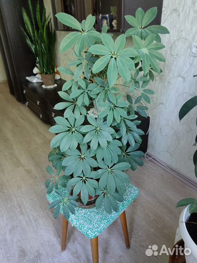 Шефлера