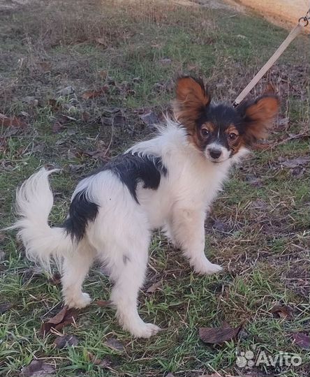 Девчушка папийошка