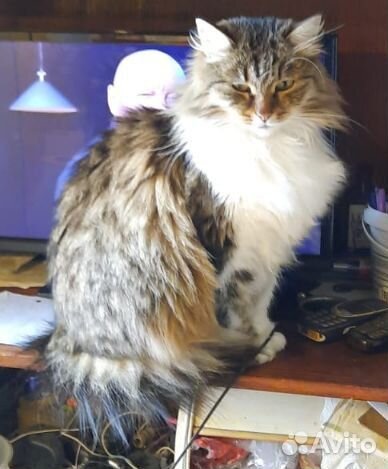 Кошечки сиротки