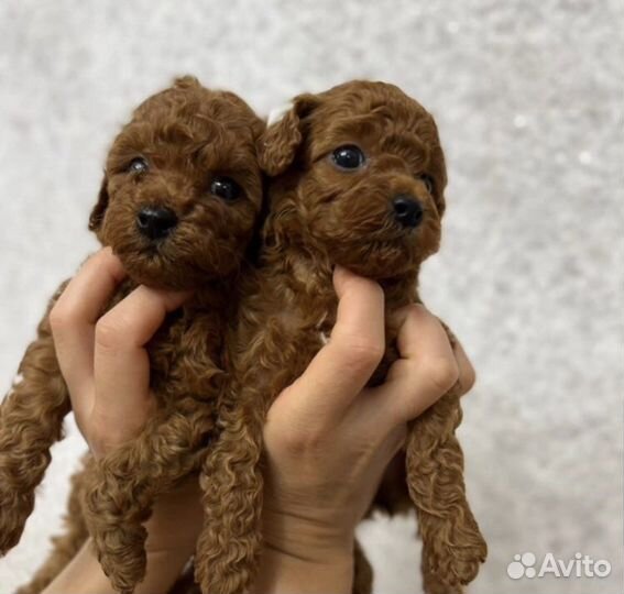 Щенки той пуделя