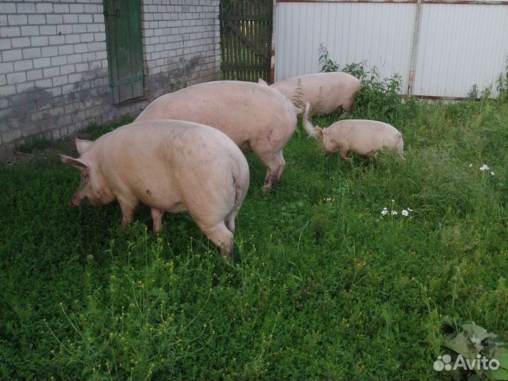 Поросята на мясо домашние