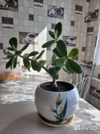 Денежное дерево