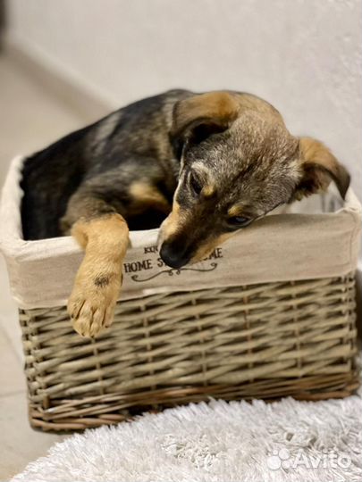 Собака в добрые руки отдам бесплатно