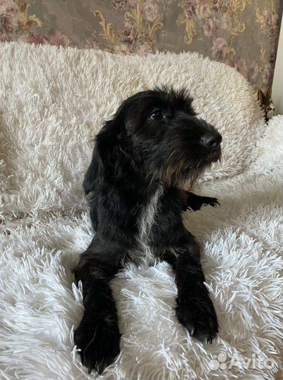 Собака Линси стерильная