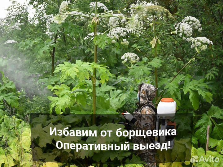 Обработка от клопов, клещей, кротов, комаров, крыс