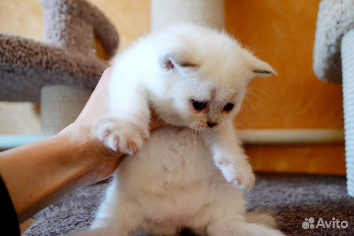 Британская блондиночка блю-пойнт черепаха