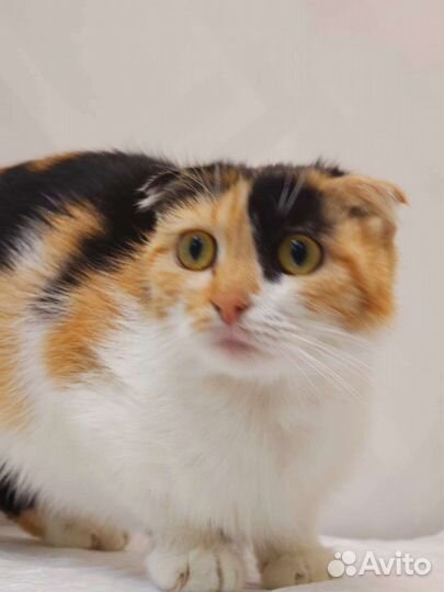 Выброшенной вислоушке (10 месяцев) нужен дом