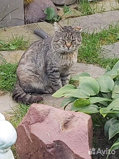 Кот Пират ищет дом