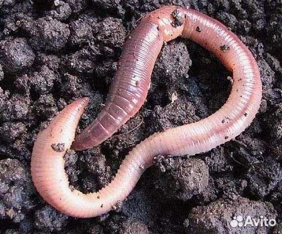 Черви выползки