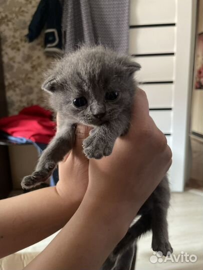 Британские котята