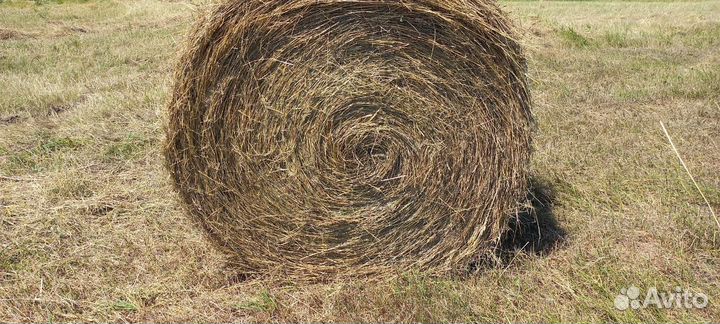 Сено в рулонах 2024