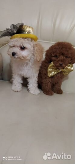 Милые дети мальтипу