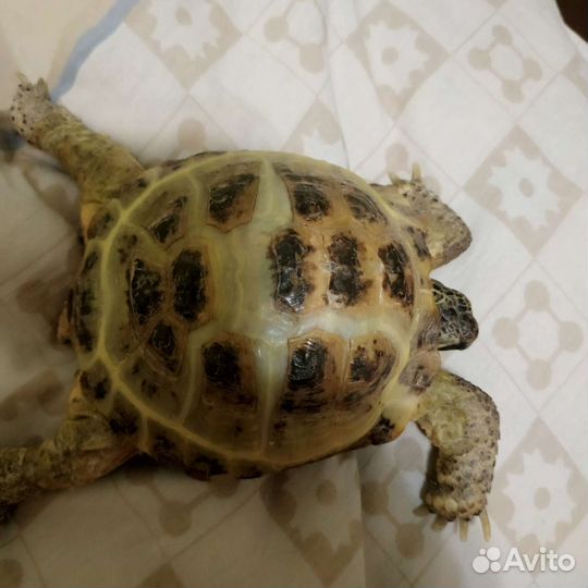 Черепаха сухопутная