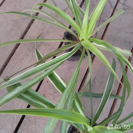 Хлорофитум