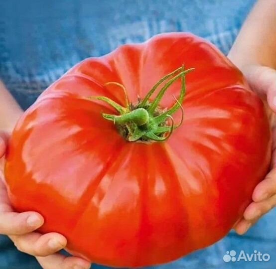 Томат Гигант. Редкие Сорта. семена