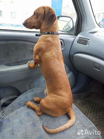 Вязка кобель такса