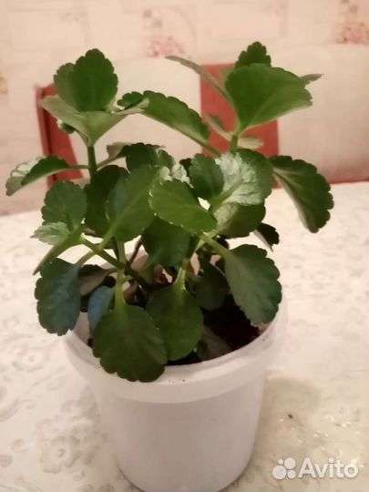 Каланхоэ цветущий