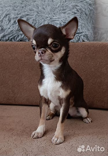 Девочка чихуа мини