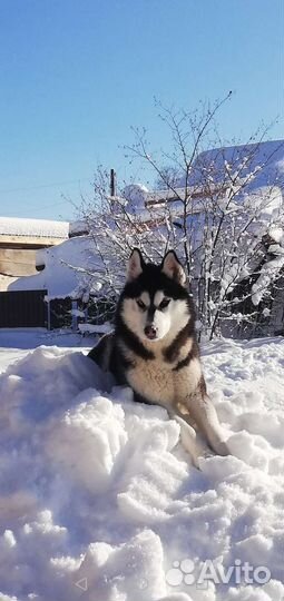 Собака хаски девочки Отдам в добрые руки