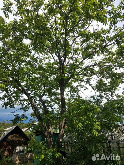 Саженцы маньчжурского ореха