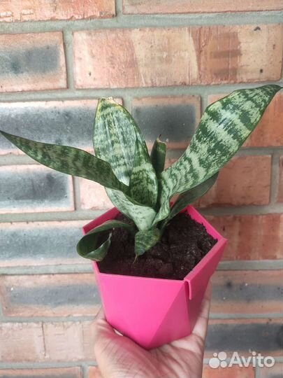 Сансевиерия