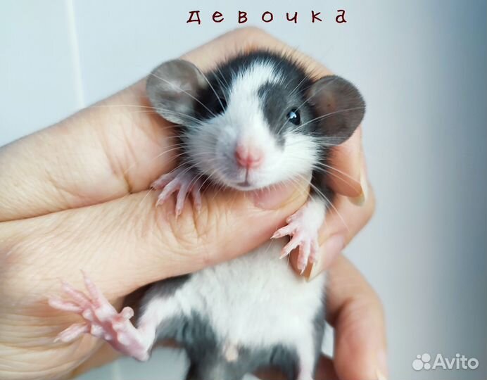 Крыса. Крысята Дамбо. Кудрявые (рекс)