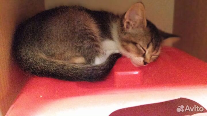 Отдам котёнка