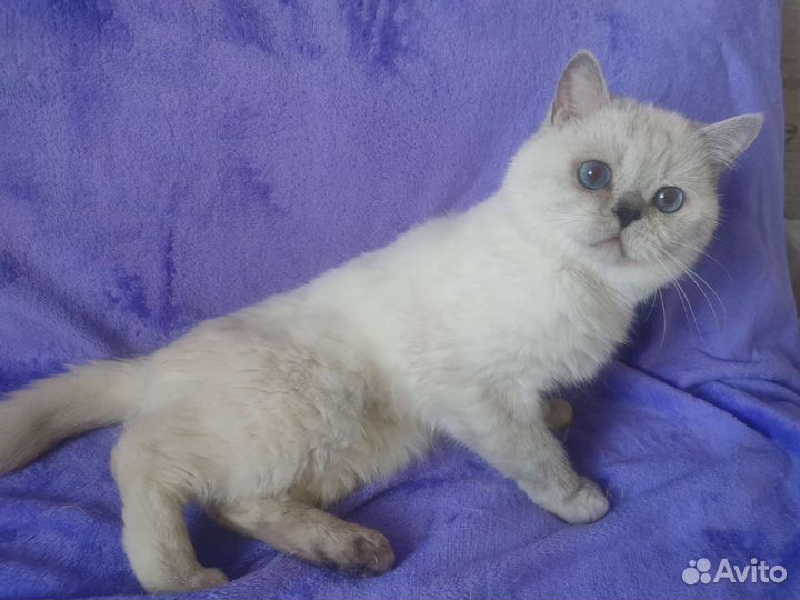 Серебристый британец