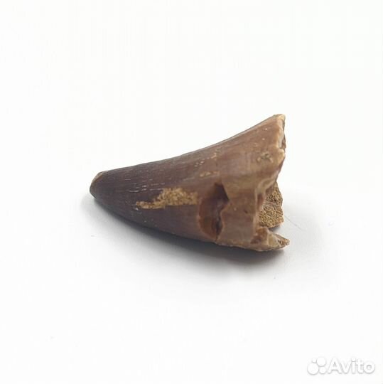 Зуб мозазавра, Марокко / Окаменелости