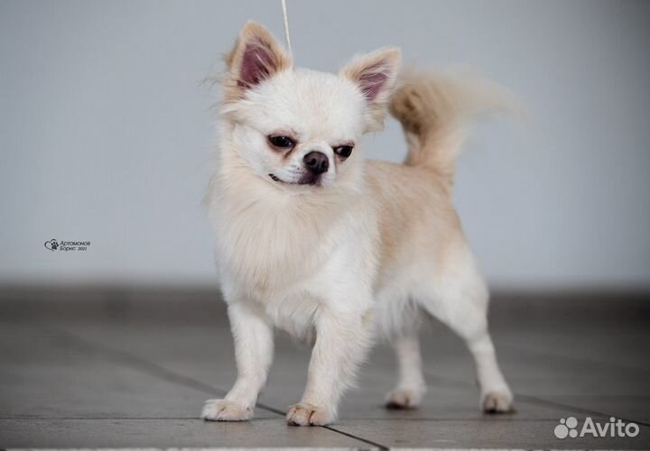 Чихуахуа кобель для вязки