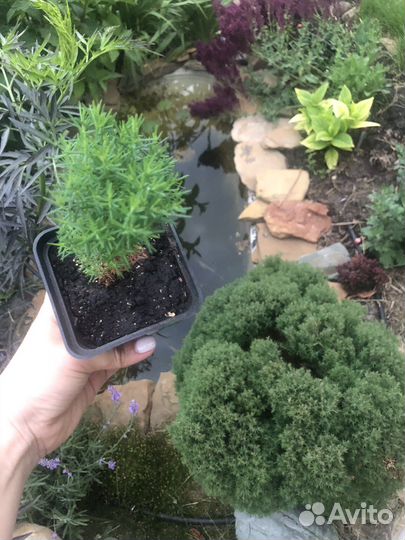 Туя Мишка Тедди