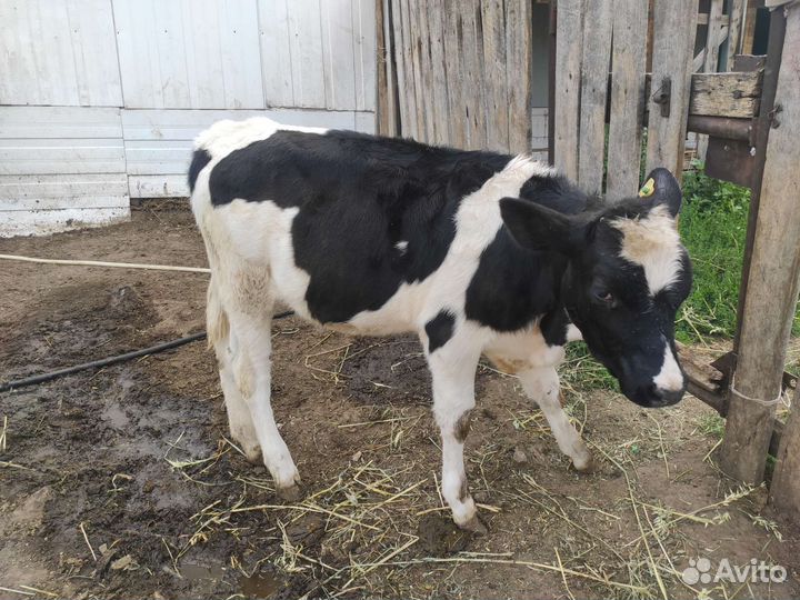 Продажа крс тёлка