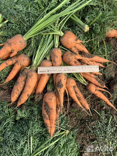 Морковь брак