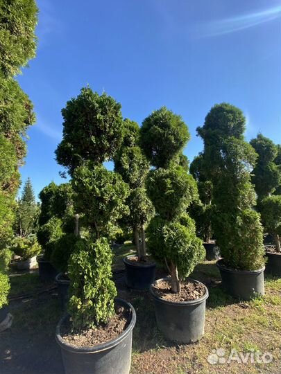 Туя Смарагд Чупа чупс 1,39 метра