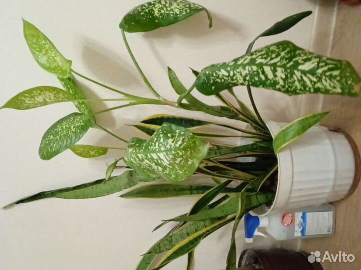 Цветы замиокулькас кактус суккуленты