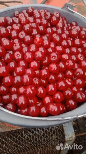 Вишня домашняя